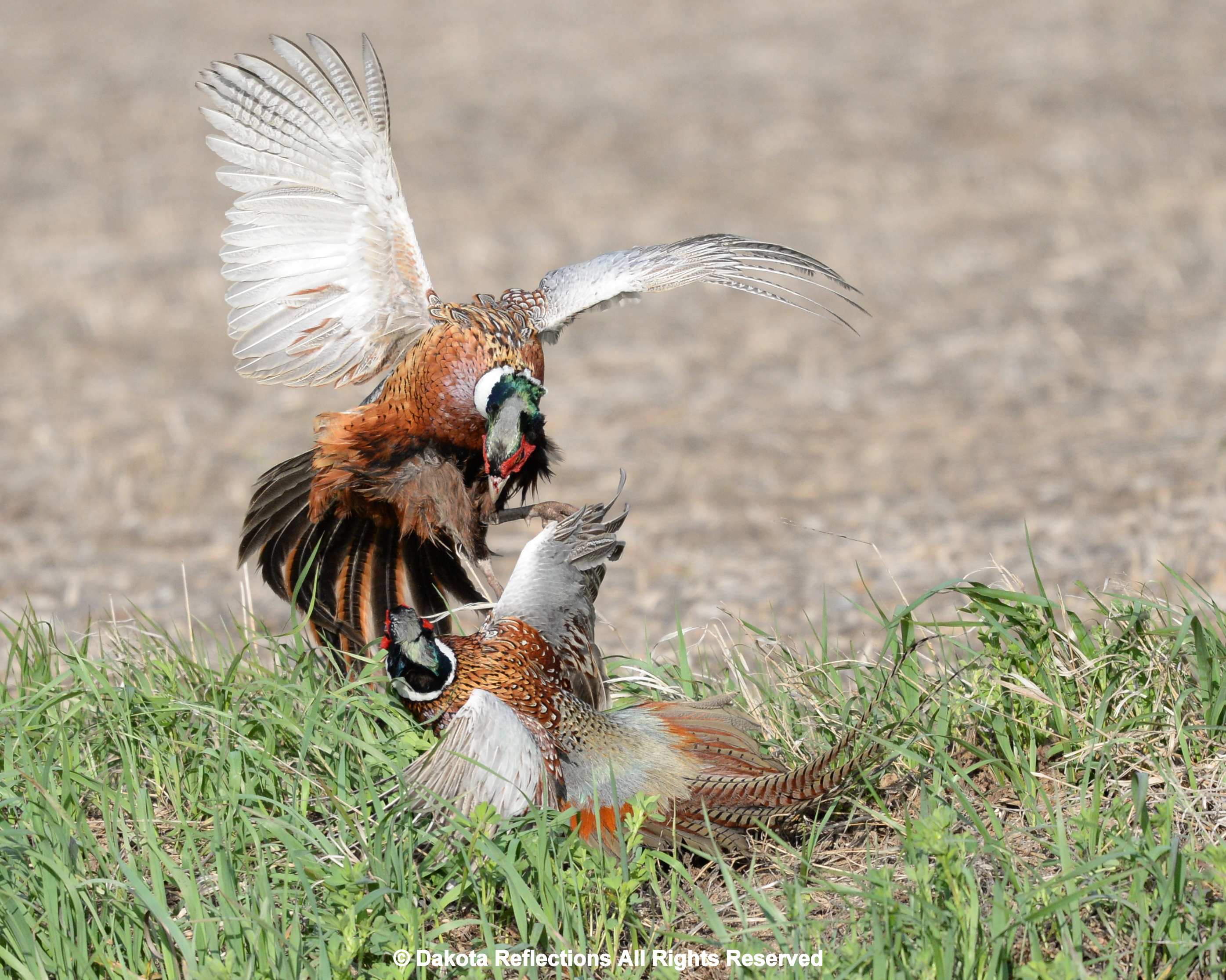 Ring-necked pheasants are wily escape artists