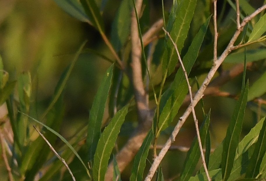 Belted Kingfisher (Crum Woods Biodiversity Guide) · iNaturalist